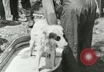 Image of worker washes a dog on Circus camp ground United States USA, 1919, second 23 stock footage video 65675078135