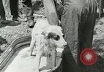 Image of worker washes a dog on Circus camp ground United States USA, 1919, second 24 stock footage video 65675078135
