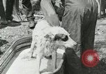 Image of worker washes a dog on Circus camp ground United States USA, 1919, second 25 stock footage video 65675078135