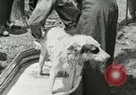Image of worker washes a dog on Circus camp ground United States USA, 1919, second 27 stock footage video 65675078135