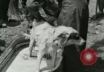 Image of worker washes a dog on Circus camp ground United States USA, 1919, second 28 stock footage video 65675078135