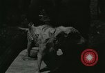 Image of worker washes a dog on Circus camp ground United States USA, 1919, second 30 stock footage video 65675078135