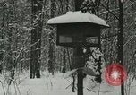 Standbild Schneebedeckter Wald mit Schnee fallen New York United States USA, 1919, aus Sekunde 45 historischem Filmmaterial Videoclip 65675078142