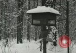 Standbild Schneebedeckter Wald mit Schnee fallen New York United States USA, 1919, aus Sekunde 46 historischem Filmmaterial Videoclip 65675078142
