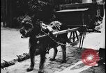 Image of Dutch woman with milk cart pulled by dog Dearborn Michigan USA, 1935, second 6 stock footage video 65675078255
