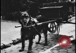 Image of Dutch woman with milk cart pulled by dog Dearborn Michigan USA, 1935, second 7 stock footage video 65675078255