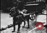 Image of Dutch woman with milk cart pulled by dog Dearborn Michigan USA, 1935, second 8 stock footage video 65675078255
