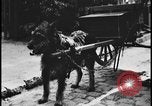 Image of Dutch woman with milk cart pulled by dog Dearborn Michigan USA, 1935, second 9 stock footage video 65675078255
