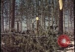 Image of atomic bomb hits tree grove Nevada United States USA, 1955, second 42 stock footage video 65675078375