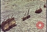Image of atomic bomb testing of combustible insulation samples Nevada United States USA, 1955, second 18 stock footage video 65675078379