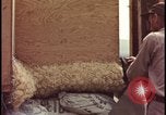 Image of atomic bomb testing of combustible insulation samples Nevada United States USA, 1955, second 45 stock footage video 65675078379