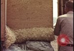 Image of atomic bomb testing of combustible insulation samples Nevada United States USA, 1955, second 46 stock footage video 65675078379