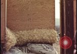 Image of atomic bomb testing of combustible insulation samples Nevada United States USA, 1955, second 47 stock footage video 65675078379