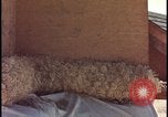 Image of atomic bomb testing of combustible insulation samples Nevada United States USA, 1955, second 48 stock footage video 65675078379