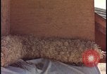 Image of atomic bomb testing of combustible insulation samples Nevada United States USA, 1955, second 50 stock footage video 65675078379