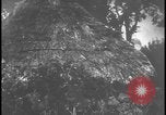 Image feu de village Îles Ryukyu d'Okinawa, 1945, de la seconde 49 séquences d'archives historiques vidéo 65675078489