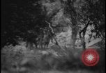 Image of Marines Okinawa Ryukyu Islands, 1945, second 31 stock footage video 65675078490