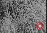 Image of Salamaua-Lae campaign Salamaua Papua New Guinea, 1943, second 48 stock footage video 65675078498