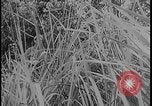 Image of Salamaua-Lae campaign Salamaua Papua New Guinea, 1943, second 49 stock footage video 65675078498