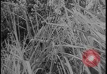 Image of Salamaua-Lae campaign Salamaua Papua New Guinea, 1943, second 51 stock footage video 65675078498