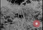 Image of Salamaua-Lae campaign Salamaua Papua New Guinea, 1943, second 22 stock footage video 65675078499