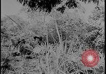 Image of Salamaua-Lae campaign Salamaua Papua New Guinea, 1943, second 23 stock footage video 65675078499