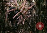 Standbild Vietnamkrieg Vietnam, 1967, aus Sekunde 24 historischem Filmmaterial Videoclip 65675078512