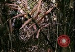 Standbild Vietnamkrieg Vietnam, 1967, aus Sekunde 25 historischem Filmmaterial Videoclip 65675078512
