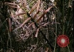 Standbild Vietnamkrieg Vietnam, 1967, aus Sekunde 26 historischem Filmmaterial Videoclip 65675078512