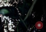Image of Vietnam War Vietnam, 1967, second 20 stock footage video 65675078513