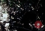 Image of Vietnam War Vietnam, 1967, second 26 stock footage video 65675078513