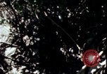 Image of Vietnam War Vietnam, 1967, second 31 stock footage video 65675078513