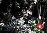 Image of Vietnam War Vietnam, 1967, second 34 stock footage video 65675078513