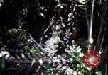Image of Vietnam War Vietnam, 1967, second 35 stock footage video 65675078513