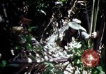 Image of Vietnam War Vietnam, 1967, second 39 stock footage video 65675078513