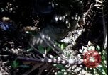 Image of Vietnam War Vietnam, 1967, second 42 stock footage video 65675078513