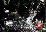Image of Vietnam War Vietnam, 1967, second 43 stock footage video 65675078513