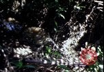 Image of Vietnam War Vietnam, 1967, second 44 stock footage video 65675078513