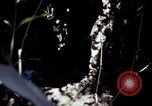 Image of Vietnam War Vietnam, 1967, second 47 stock footage video 65675078513