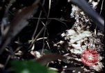 Image of Vietnam War Vietnam, 1967, second 50 stock footage video 65675078513