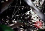 Image of Vietnam War Vietnam, 1967, second 51 stock footage video 65675078513
