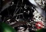 Image of Vietnam War Vietnam, 1967, second 52 stock footage video 65675078513