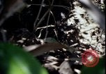 Image of Vietnam War Vietnam, 1967, second 53 stock footage video 65675078513