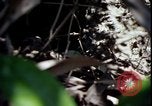 Image of Vietnam War Vietnam, 1967, second 55 stock footage video 65675078513