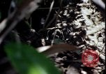 Image of Vietnam War Vietnam, 1967, second 56 stock footage video 65675078513