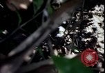 Image of Vietnam War Vietnam, 1967, second 57 stock footage video 65675078513