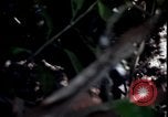 Image of Vietnam War Vietnam, 1967, second 58 stock footage video 65675078513