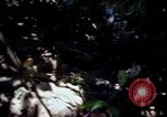 Image of Vietnam War Vietnam, 1967, second 61 stock footage video 65675078513