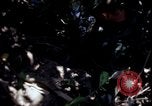 Image of Vietnam War Vietnam, 1967, second 62 stock footage video 65675078513