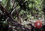 Image of Vietnam War Vietnam, 1967, second 29 stock footage video 65675078514